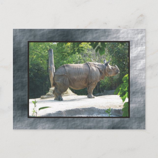 Carte Postale zoo rino (Devant)