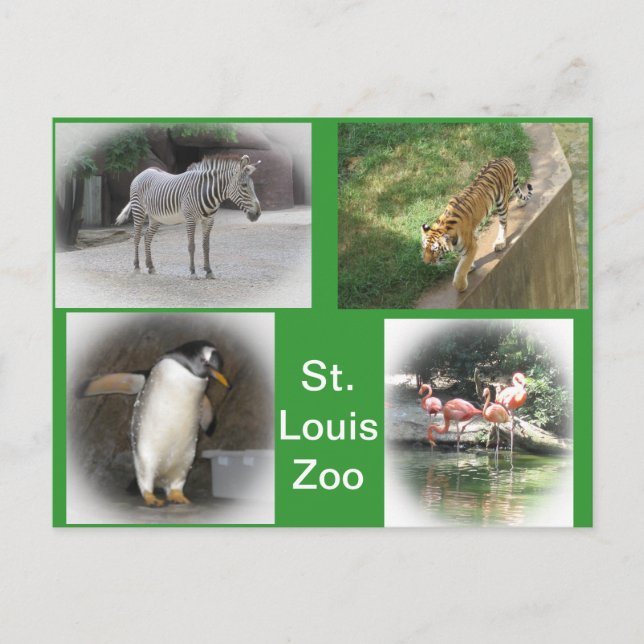 Carte Postale Zoo Saint-Louis (Devant)