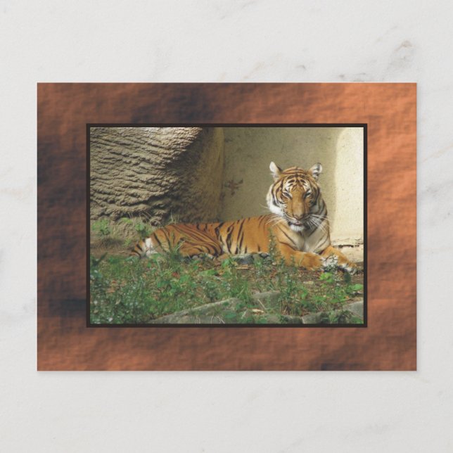Carte Postale zoo, tigre (Devant)