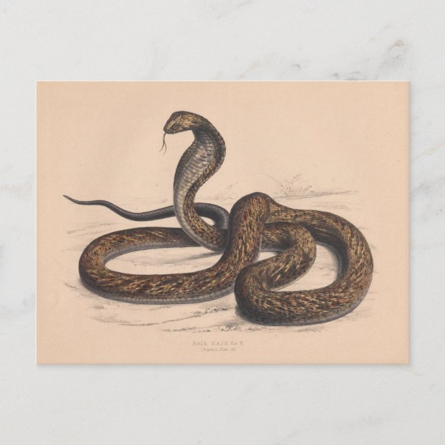 Carte postale Zoologique Cobra Vintage (Devant)