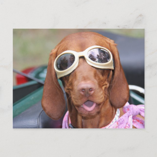 Carte Postale Zoom prêt pour la course (Devant)