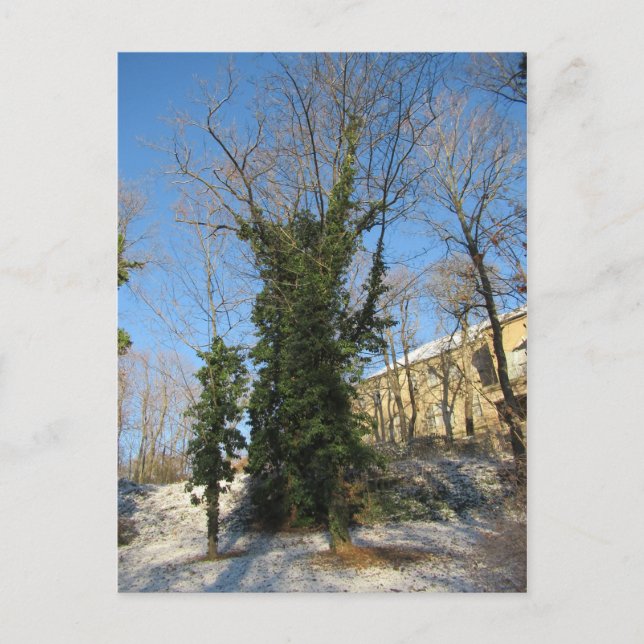 Carte Postale Zugewachsener Baum (Devant)