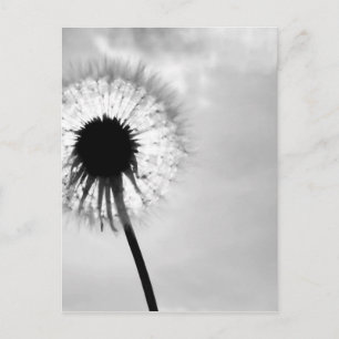Carte Postale Zwart avec Pardebloem noir et blanc Dandelion