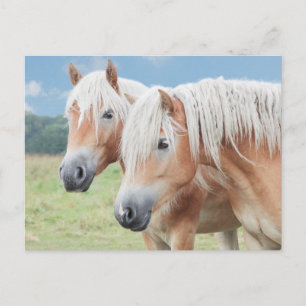 Carte Postale zwei Haflinger