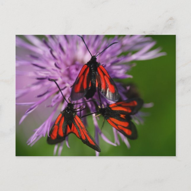 Carte Postale Zygaena purpurpuralis (Devant)