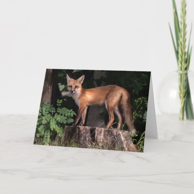 Carte Poster Red Fox (Devant)