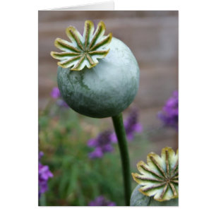 Carte Pots de graines de pavot