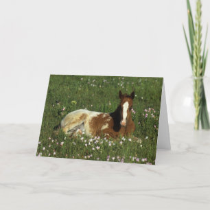 Carte Poulain d'Appaloosa fixant en fleurs