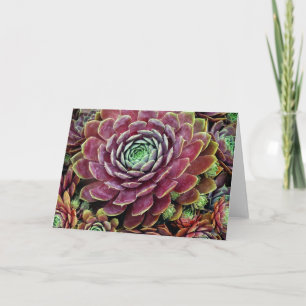 Carte Poule et poussins