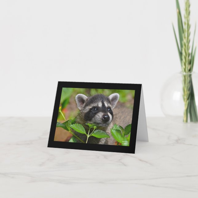 Carte pour notes Baby Raccoon (Devant)