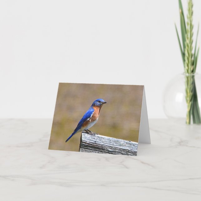 Carte pour notes Bluebird (Devant)