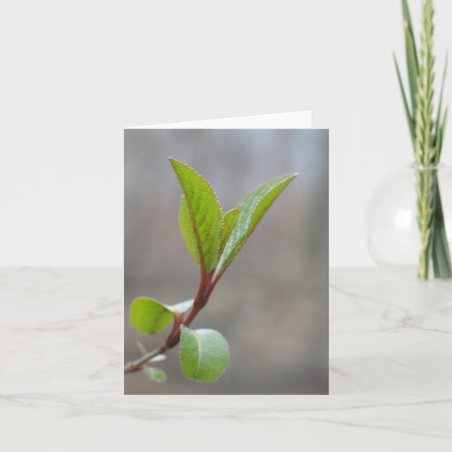 Carte pour notes de Blackhaw (Devant)