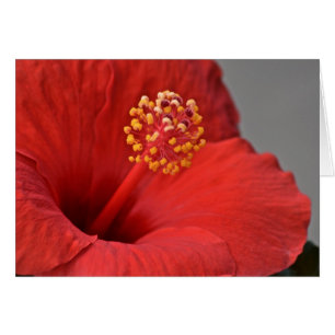 Carte pour notes de fleurs rouges