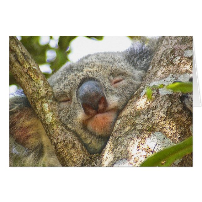 Carte pour notes de Koala Bear (Devant Horizontal)