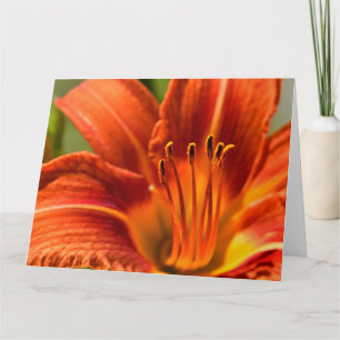 Carte pour notes de la Lily du Jour Orange