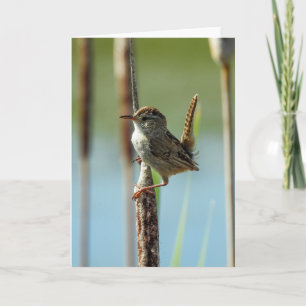 Carte pour notes de Marsh Wren
