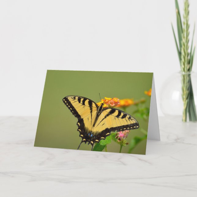 Carte pour notes de papillon Swallowtail (Devant)