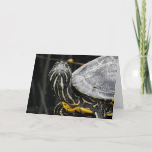 Carte pour notes de tortue