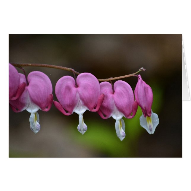Carte pour notes du coeur saignant (Devant horizontal)