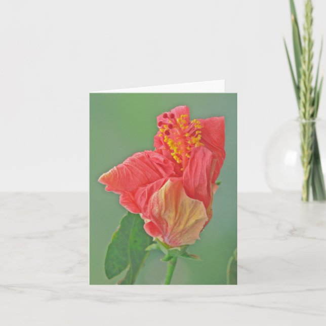 CARTE POUR NOTES, FLORAL, HIBISCUS ROUGE/TEXTURE (Devant)