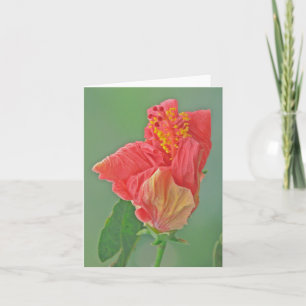 CARTE POUR NOTES, FLORAL, HIBISCUS ROUGE/TEXTURE