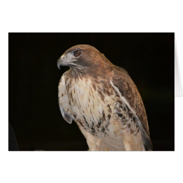 Carte pour notes Hawk (Devant Horizontal)