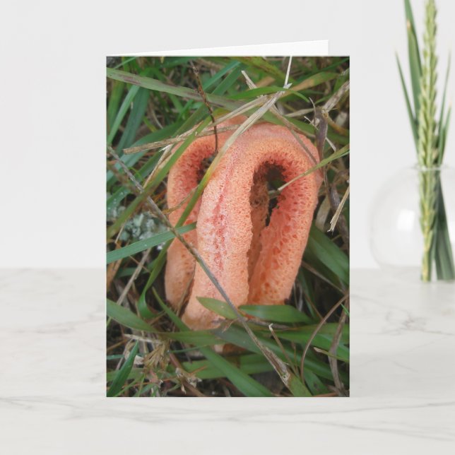 Carte pour notes OBX du champignon orange (Devant)