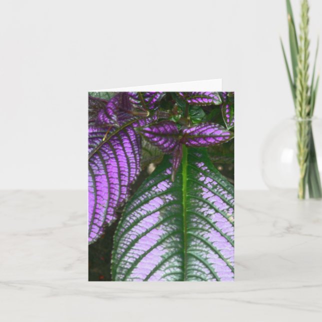 carte pour notes/PLANTE/PURPLE ET VERT/PERSIAN SHI (Devant)