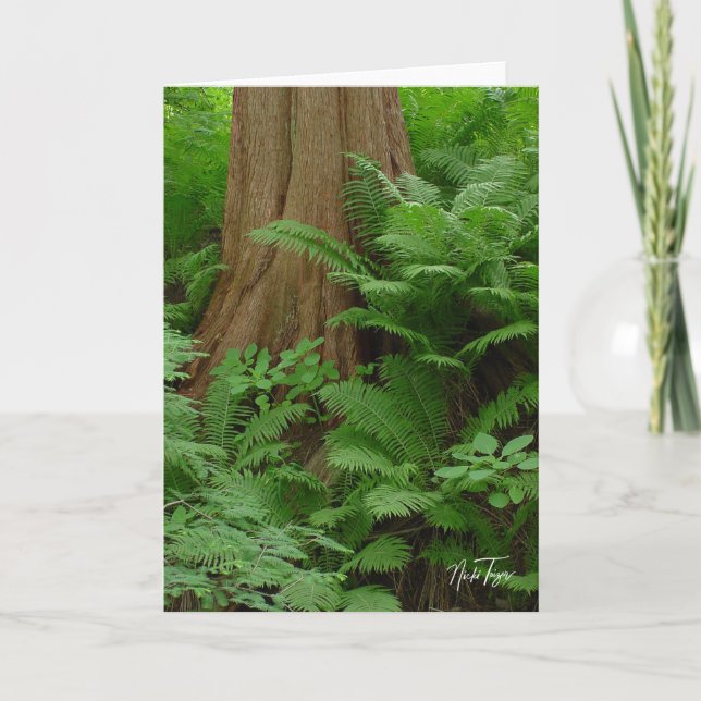 Carte pour notes Redwood & Ferns (Devant)