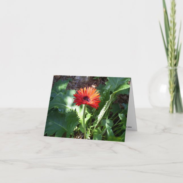 Carte pour notes rouge de marguerite de Gerbera (Devant)