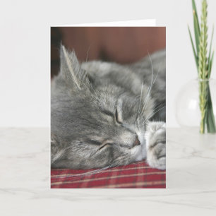 Carte pour notes Tabby Cat