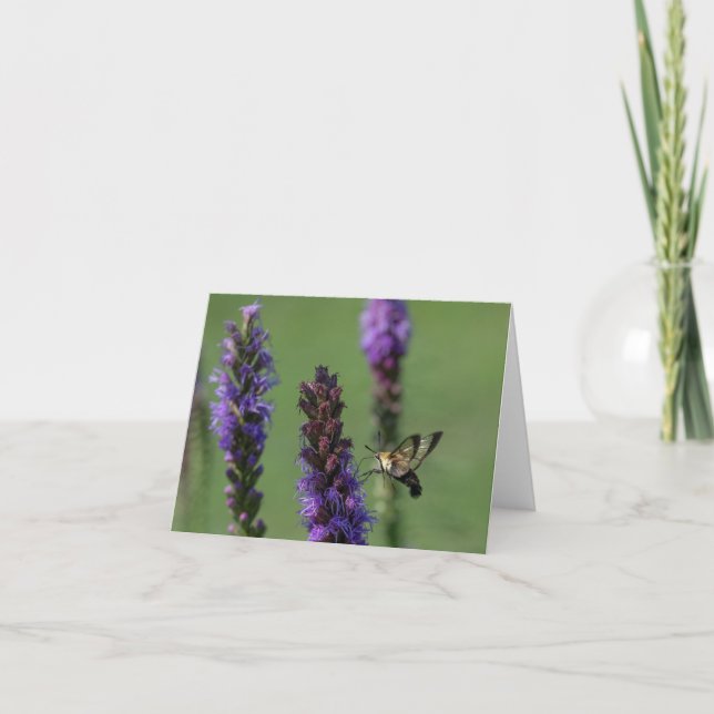 Carte pour notes vierge de la teigne de colibri (Devant)