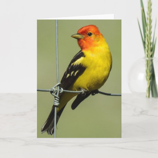 Carte pour notes Western Tanager (Devant)