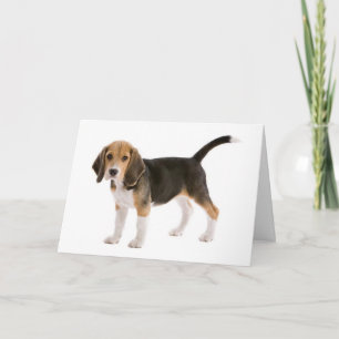 Carte pour un chiot Beagle - Pensées pour toi