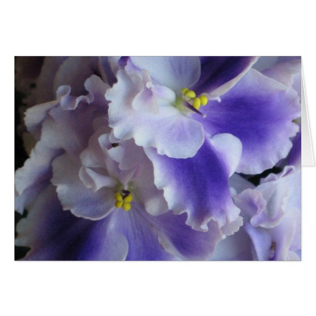 Carte pour violets africains (Devant horizontal)