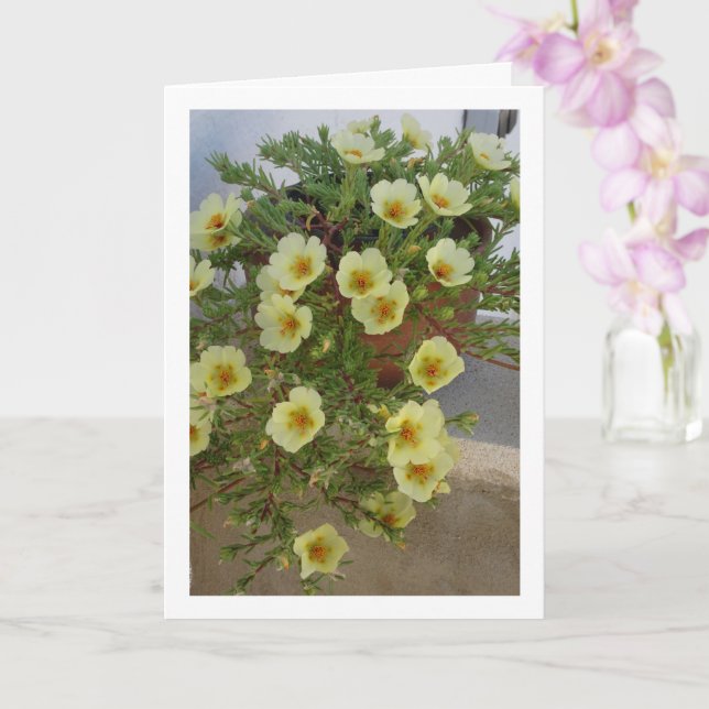 Carte Pourpier à Rose Mousseuse, Plante à Fleurs Succule (Orchidée)
