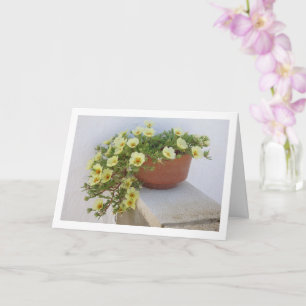 Carte Pourpier à Rose Mousseuse, Plante à Fleurs Succule