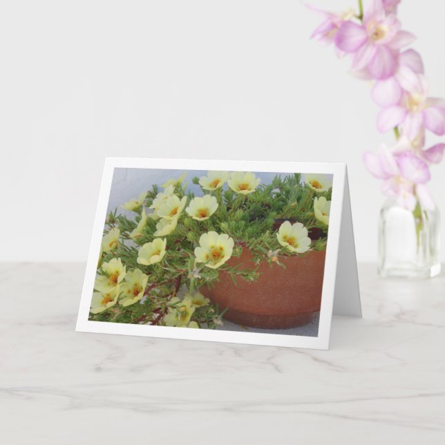 Carte Pourpier à Rose Mousseuse, Plante à Fleurs Succule (Orchidée)
