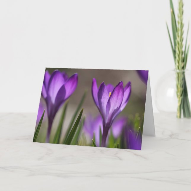 Carte pourpre de crocus (Devant)