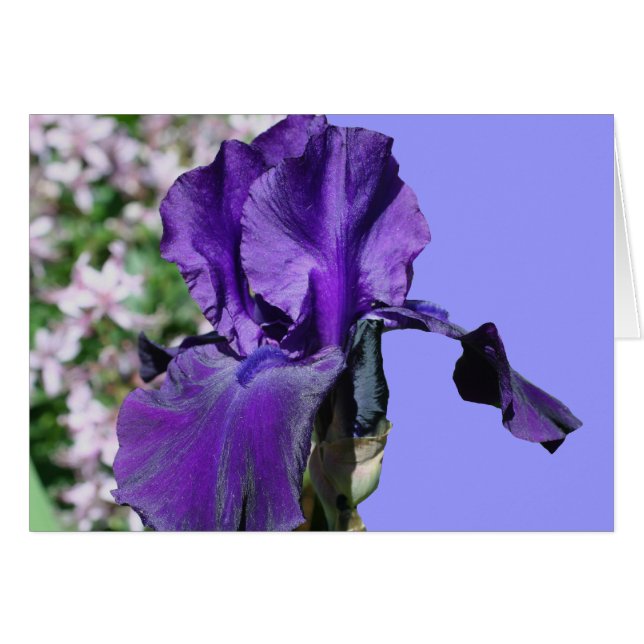 Carte pourpre de photographie de fleur d'iris (Devant Horizontal)