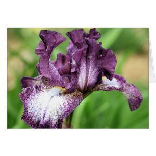 Carte pourpre de photographie de fleur d'iris