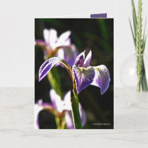 Carte Pourpre sauvage