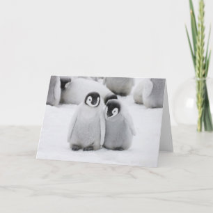Carte Poussins de Manchots Empereurs sur la glace en Ant