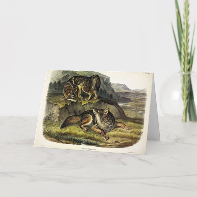 Carte Prairie Wolf (Devant)