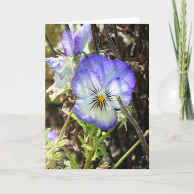 Carte "Pretty Pansy" (Devant)