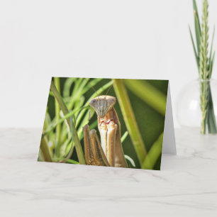 Carte Prier Mantis