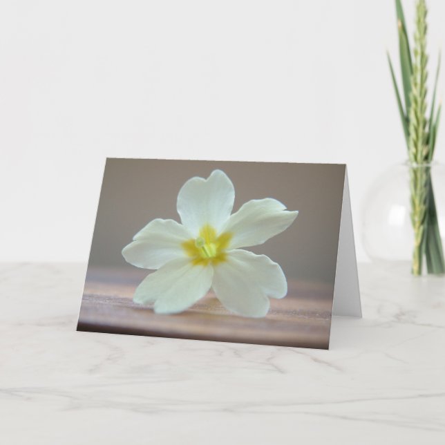 Carte Primrose (Devant)