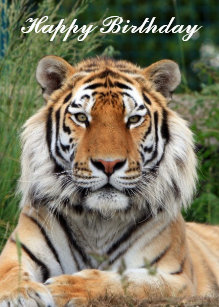 Cadeaux Joyeux Anniversaire De Tigre Zazzle Fr Cadeaux Joyeux Anniversaire De Tigre Zazzle Fr