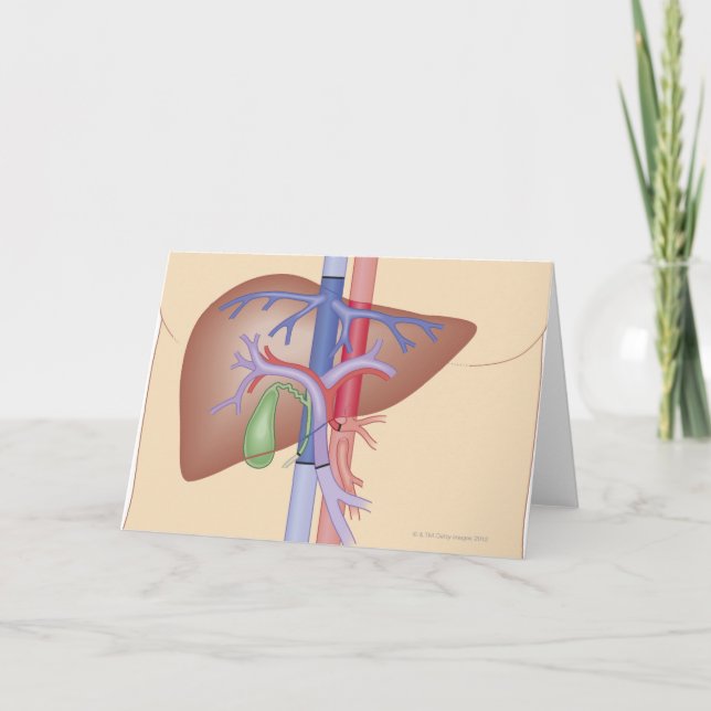 Carte Procédure de greffe de foie (Devant)