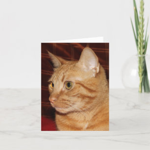 Carte Profil de visage de chat Tabou orange